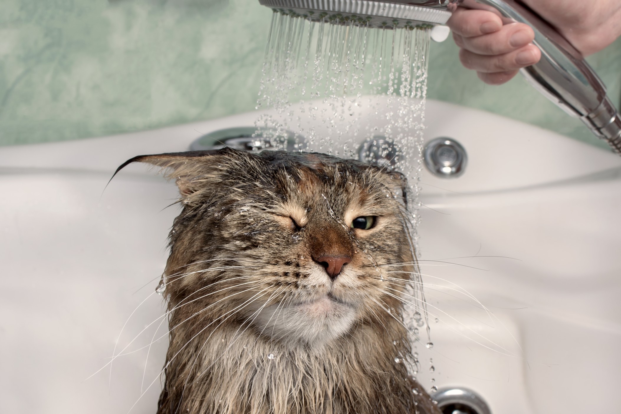 wet-cat