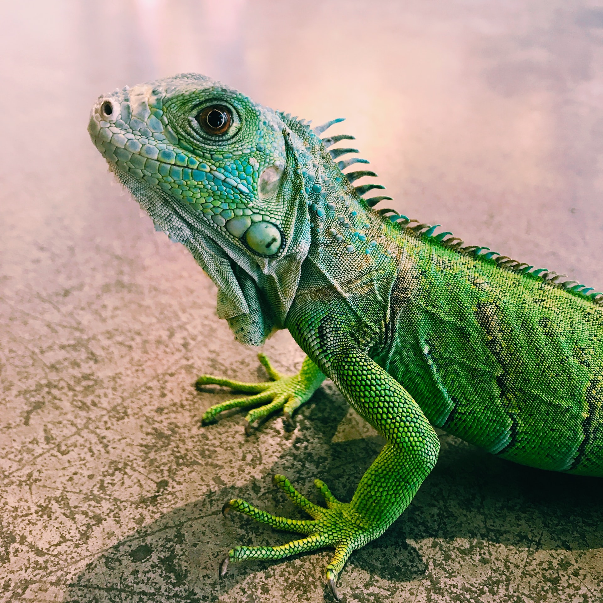 green-lizard