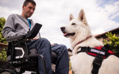 The Legal Rights and Protections for Service Animals and Therapy Pets in Public Spaces